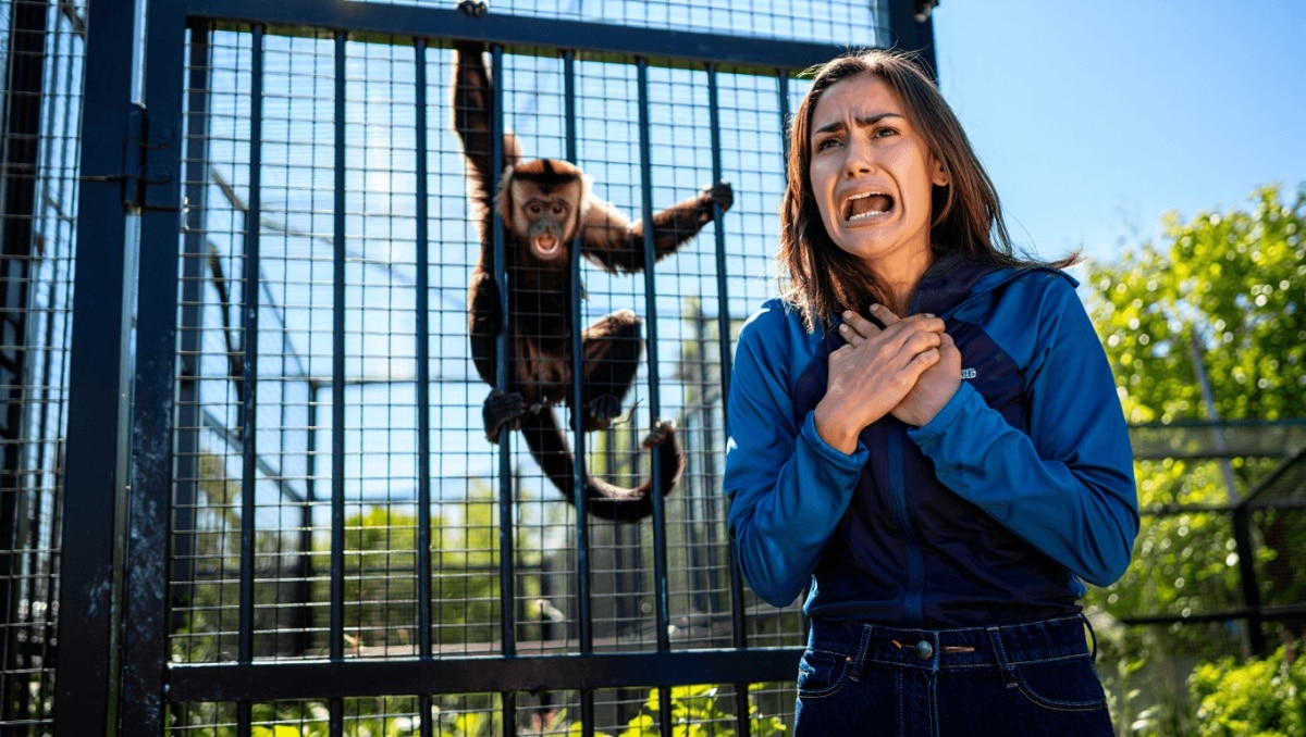 Zoo takes drastic step after more ‘aggression’ towards Punch the monkey and I’m stressing