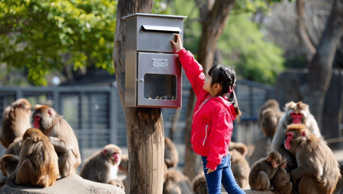 
                                Japan zoo opens official donations for Punch the monkey, and here’s how to donate                            